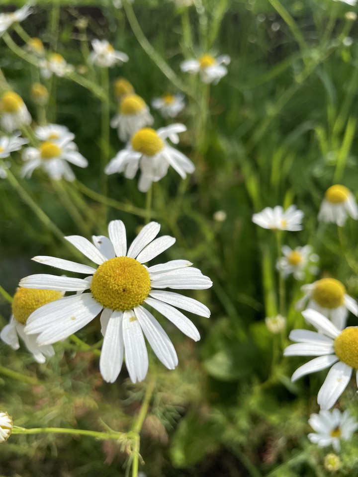 My own field