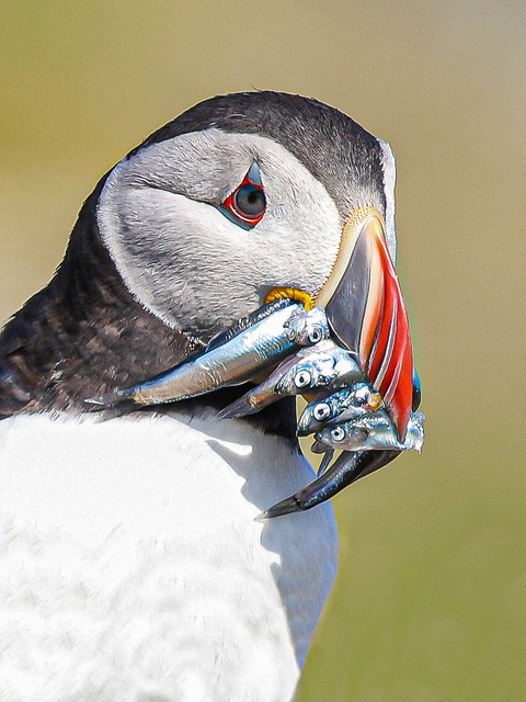 shorebirds, auk háttérképek