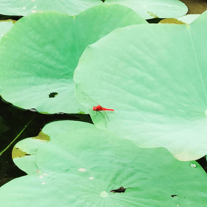 dragonfly