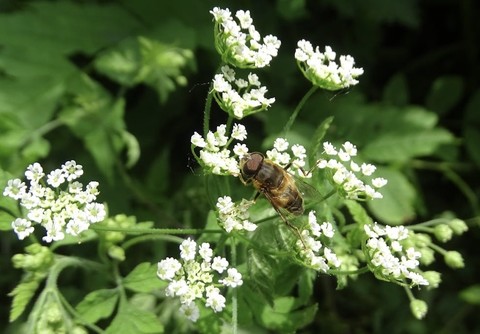 wildflower, anthriscus wallpapers