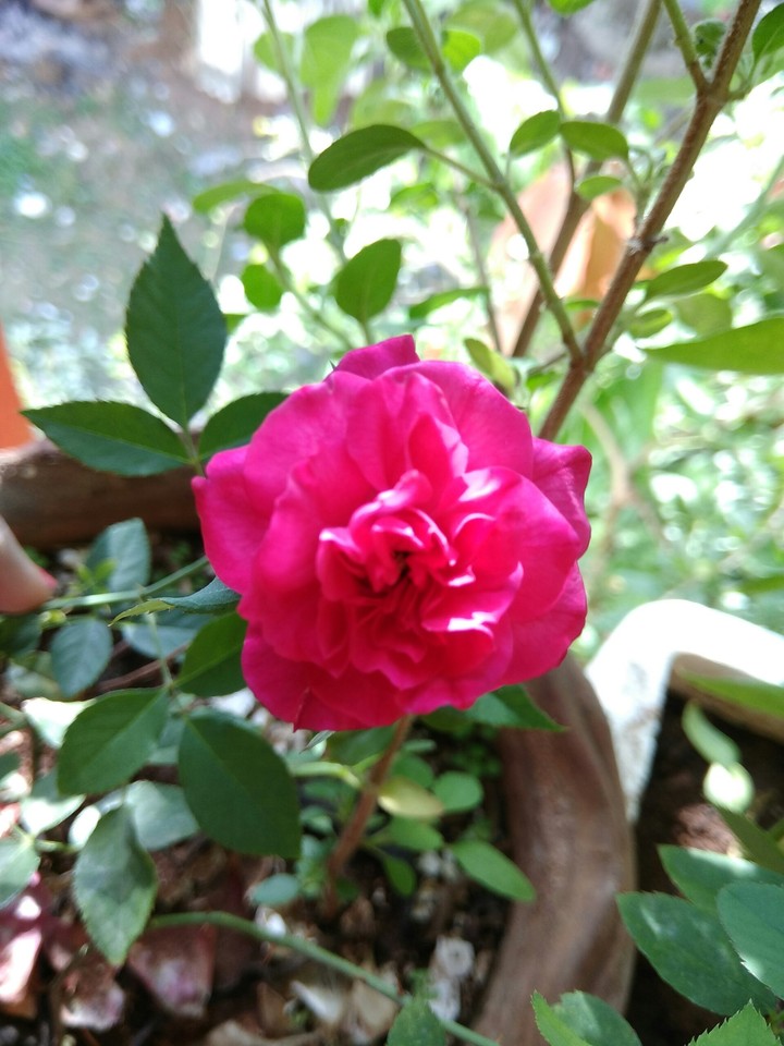 rose