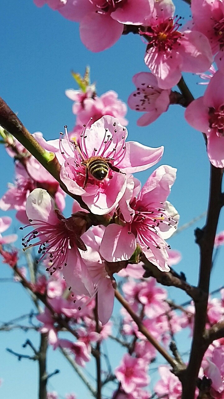 Bee on the flower