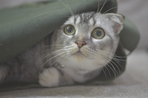Kitten