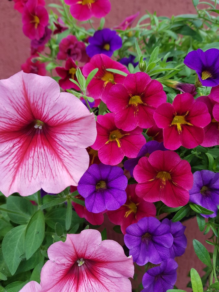 colorful flowers