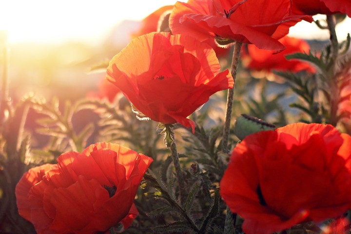 Wildflowers