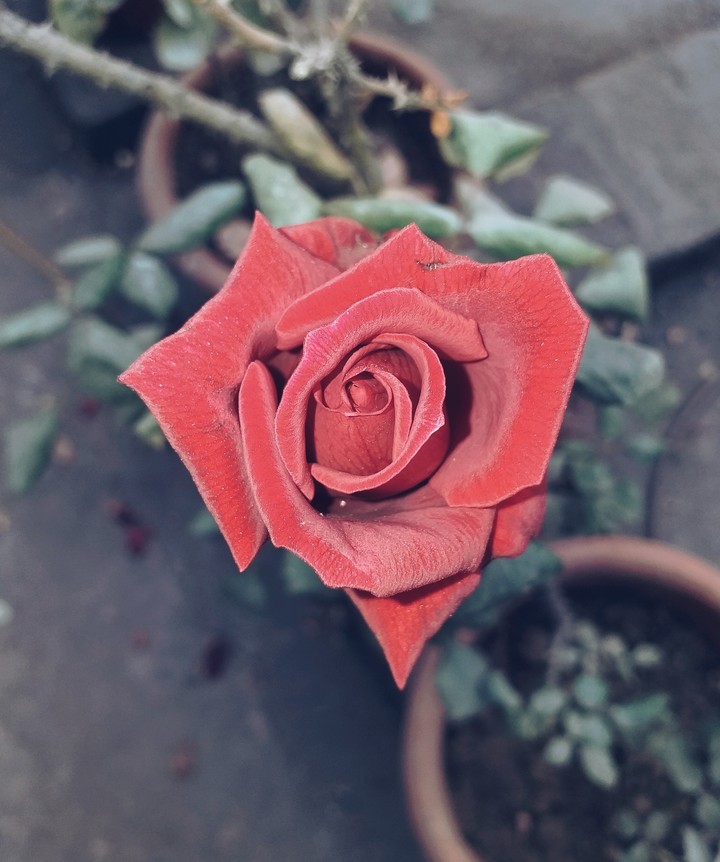 rose