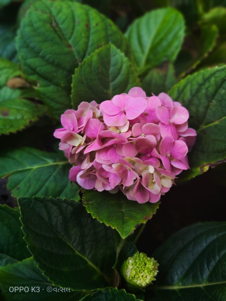 pink flowers