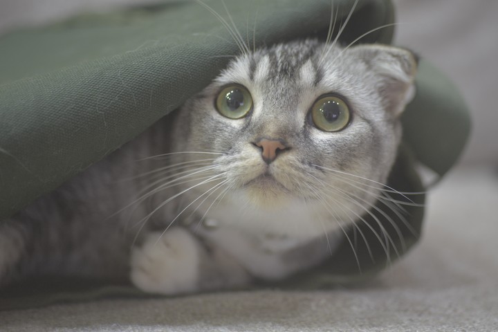 새끼 고양이