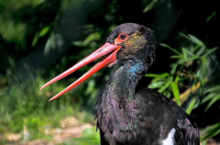 Long beak....?Yes