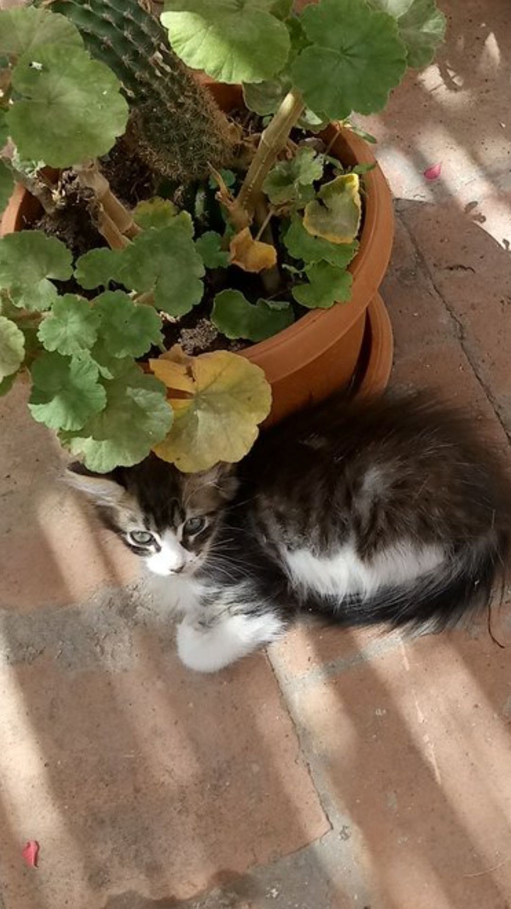 Nice cat