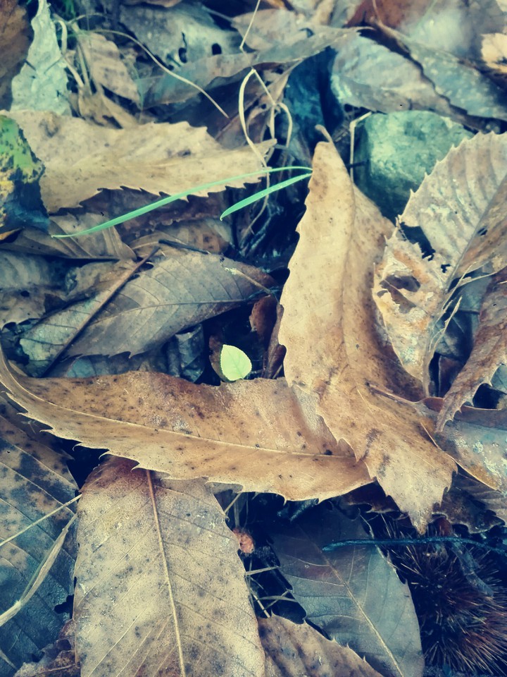 green in autumn