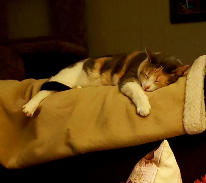 sleeping beauty