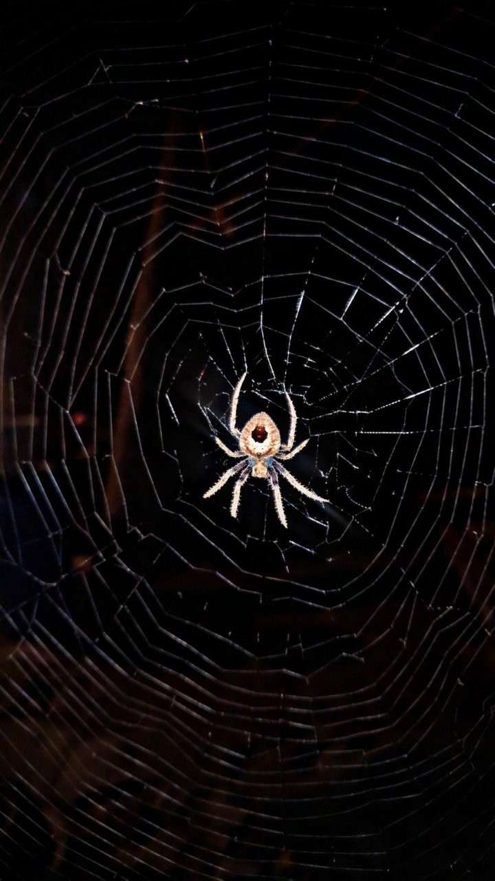 Spider Spider