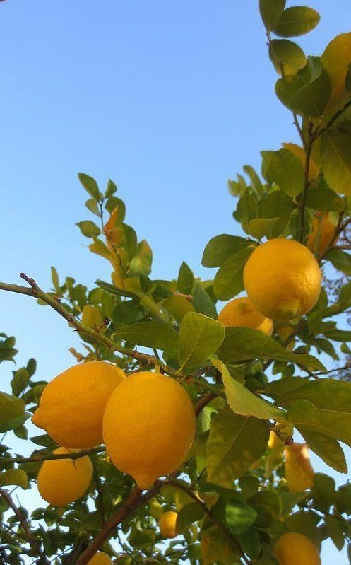 lemon