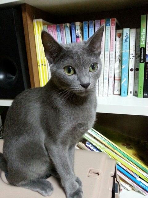 cat name choco