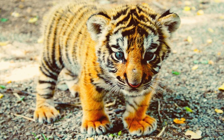 Baby Tiger