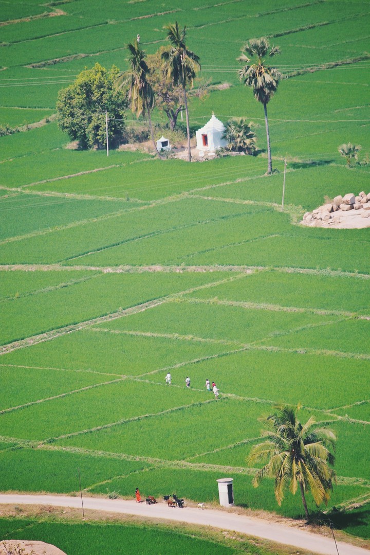 Greenery