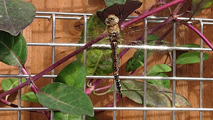 Dragon Fly