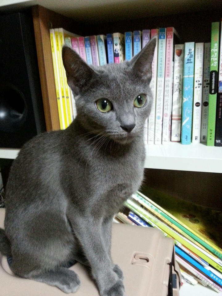 cat name choco
