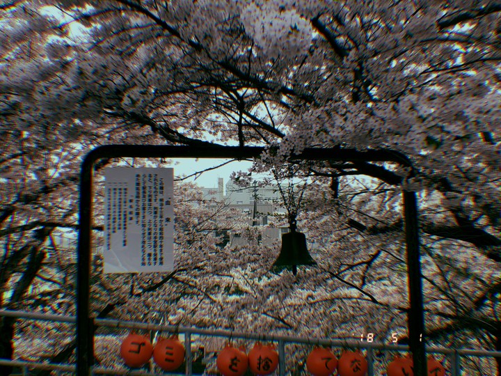 벚꽃