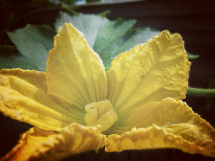 blooms with happy  face