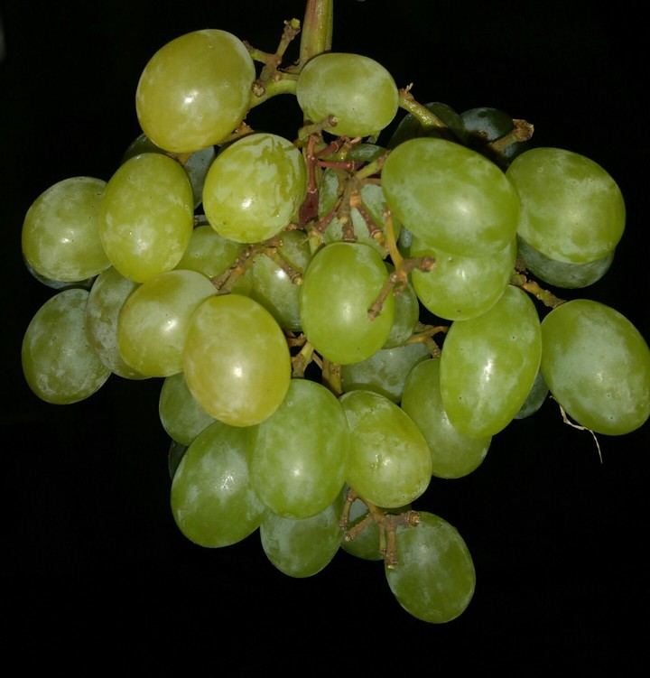 fruits