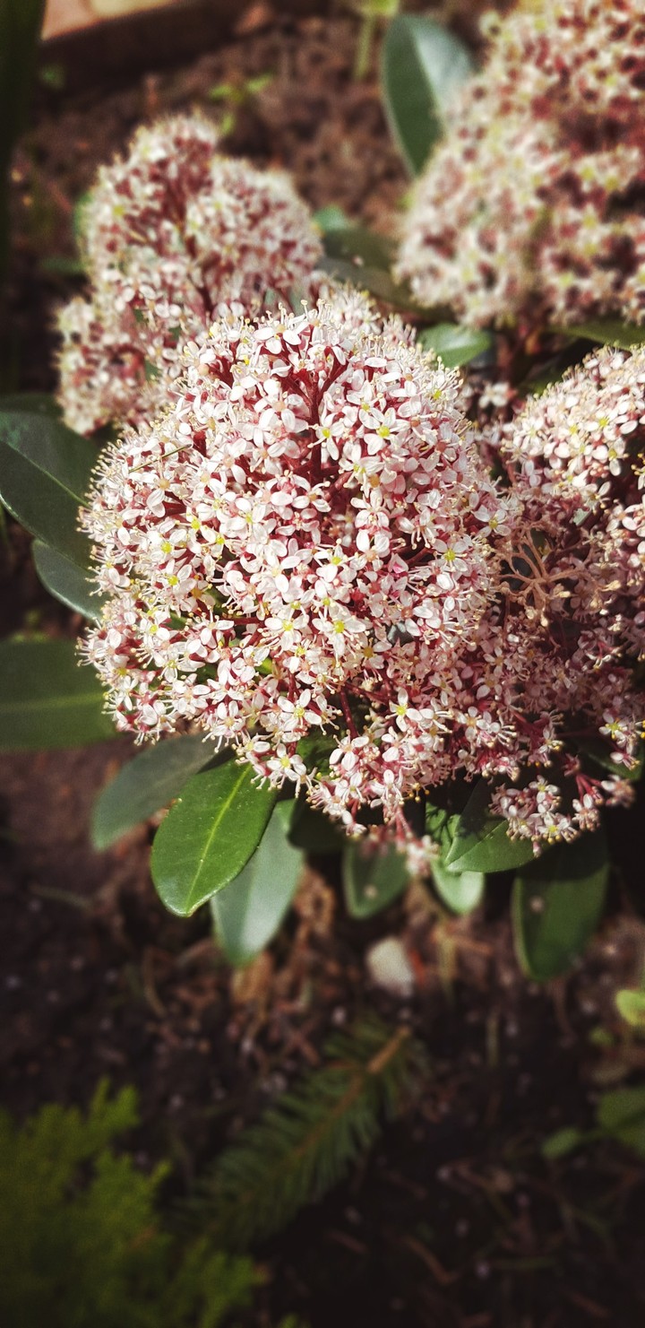 floral bloom