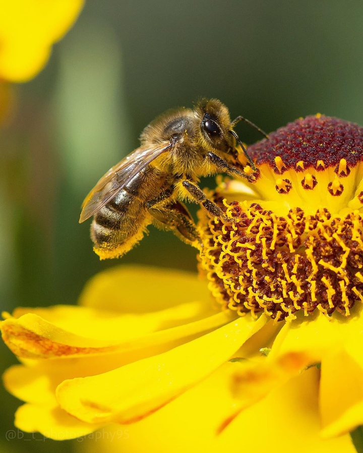 hony bee