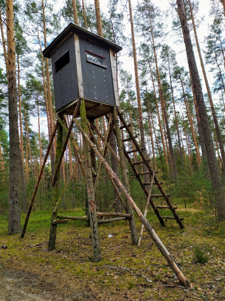Forest pulpit