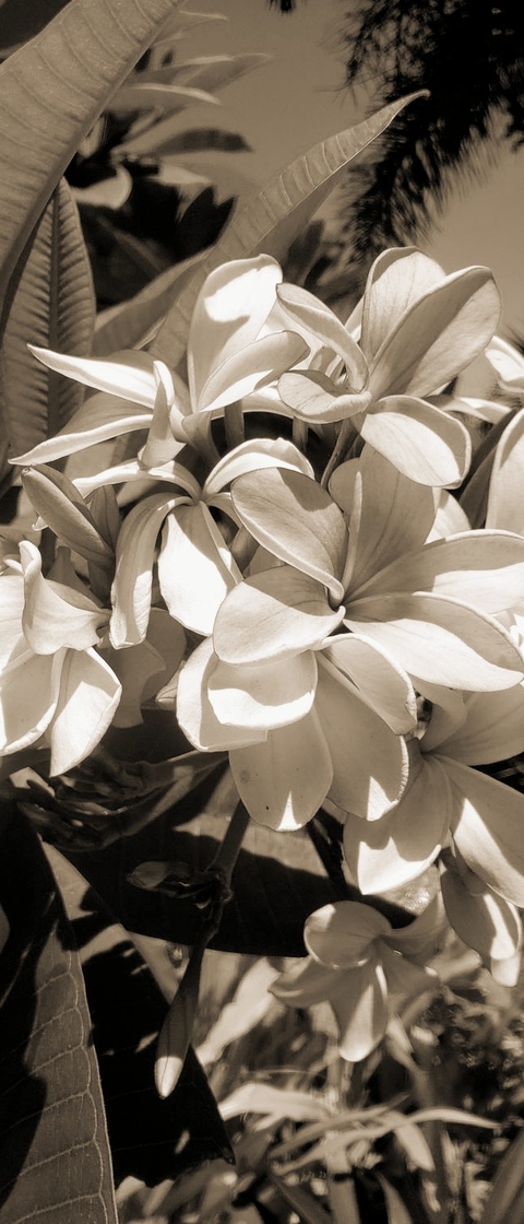 tapety jasmine, vintage