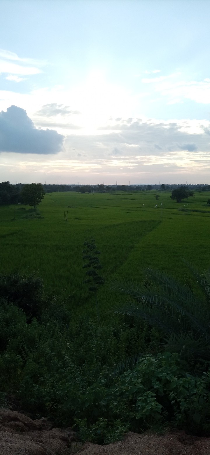 crops