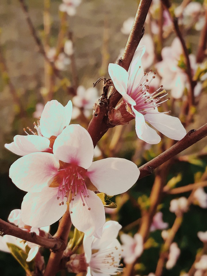 peach flower