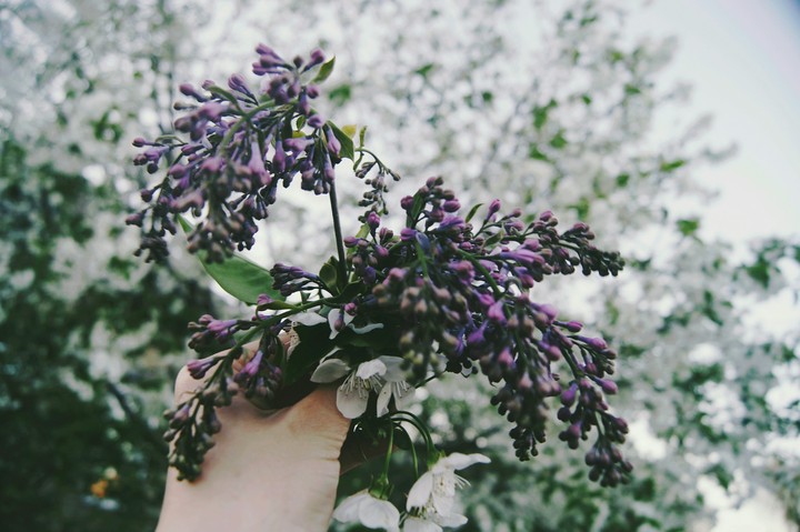 сирень