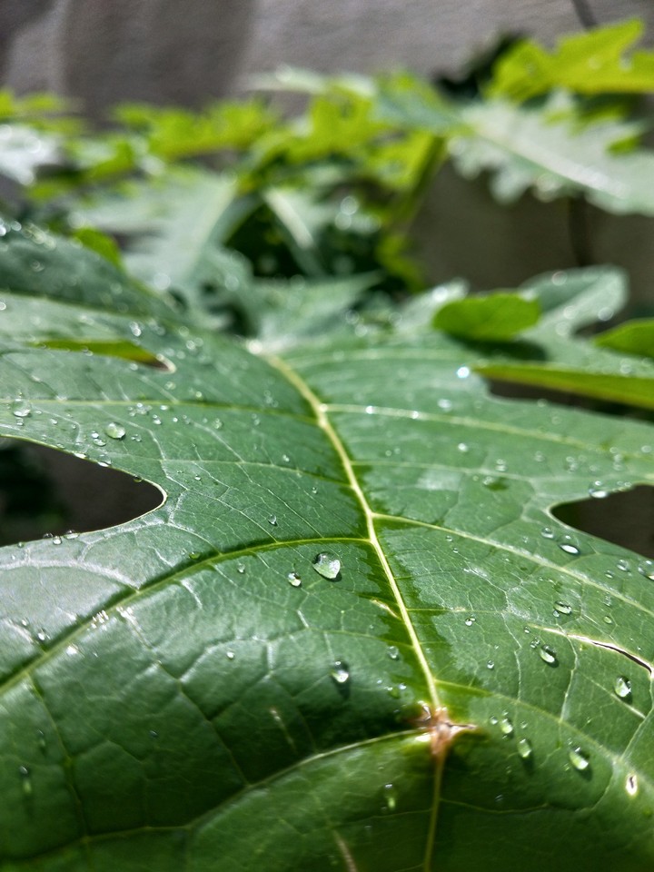 leaf