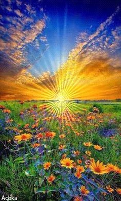 sun tree