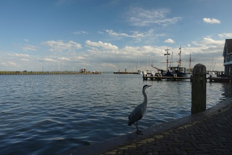 stork at the sea