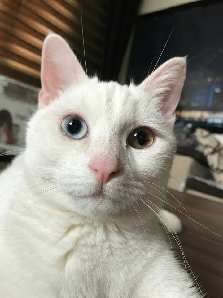 cat   diferente eyes