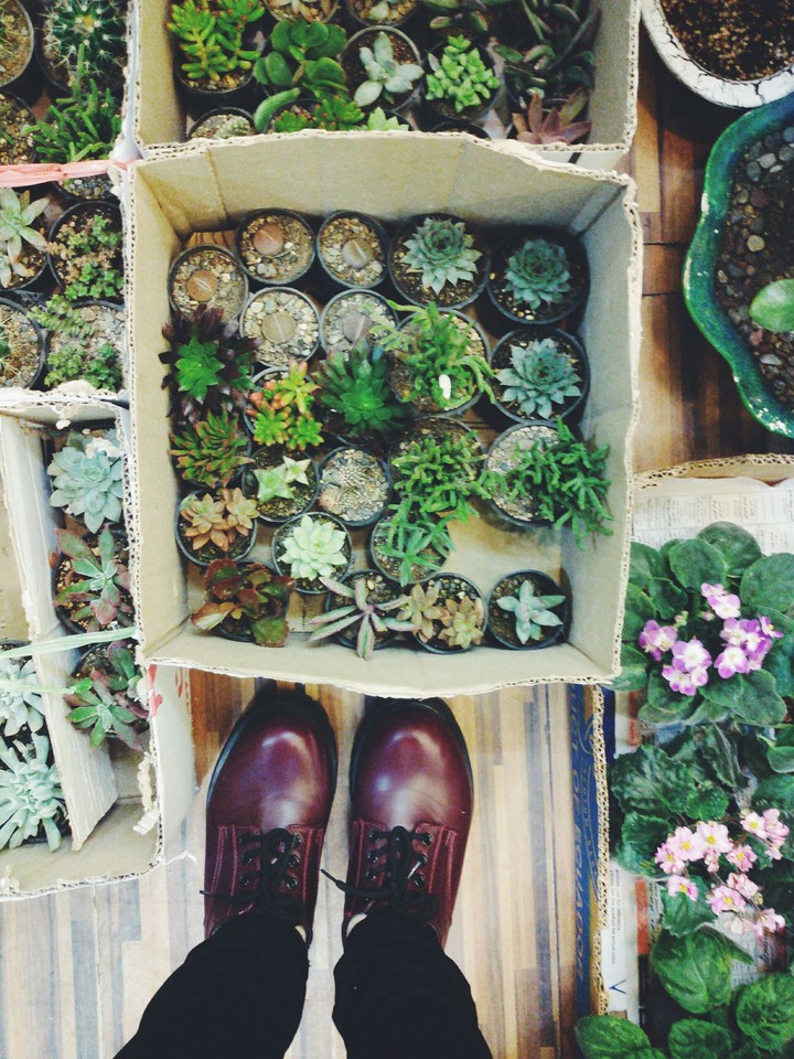 cactus