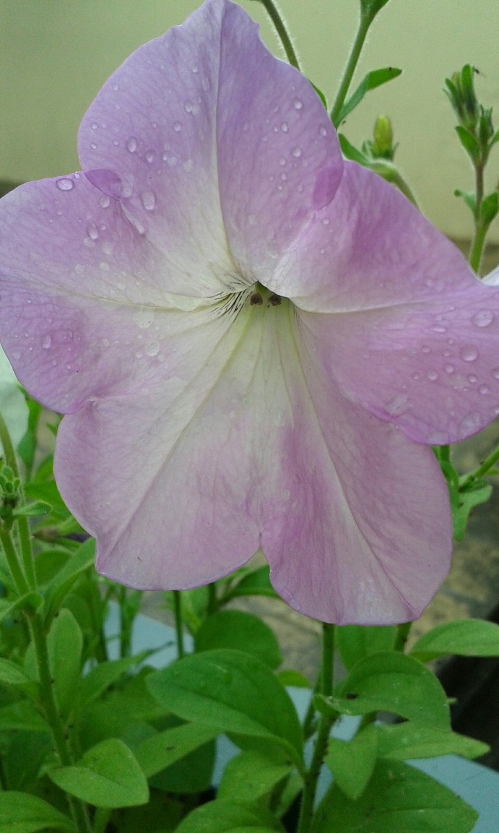 Drops. Summer rain...