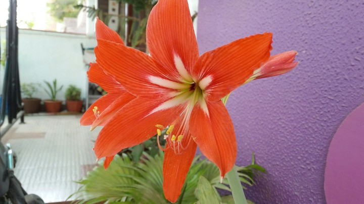 Red Flower