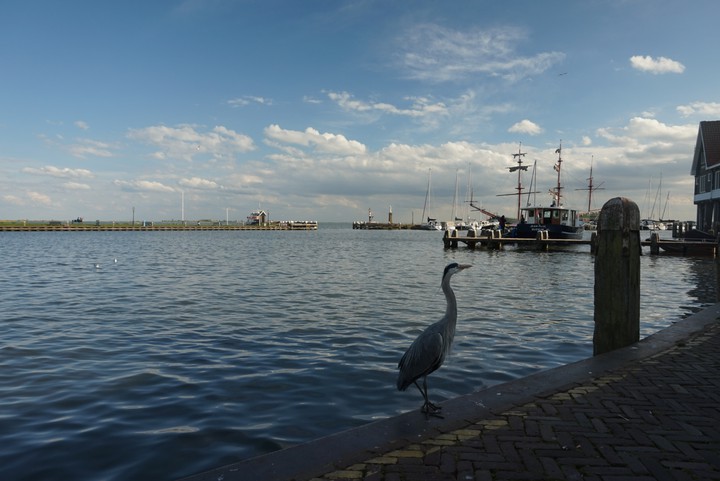 stork at the sea
