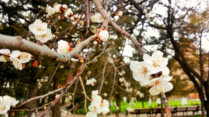 blossom 