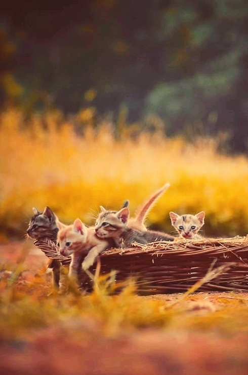 cat