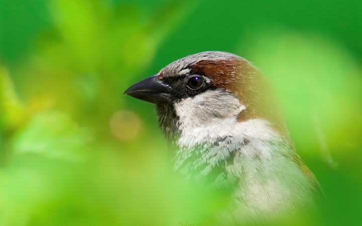 potrait sparrow