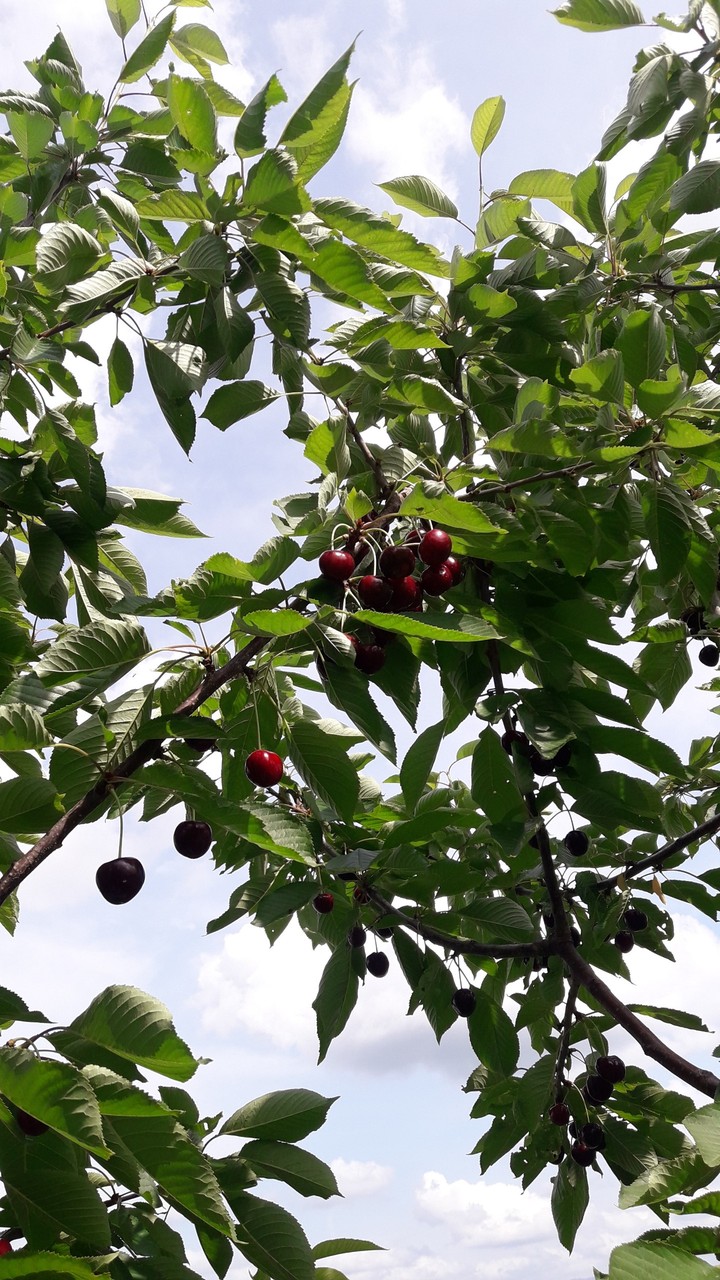 Fruit