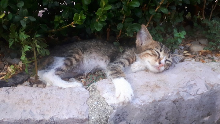 Sleeping cat