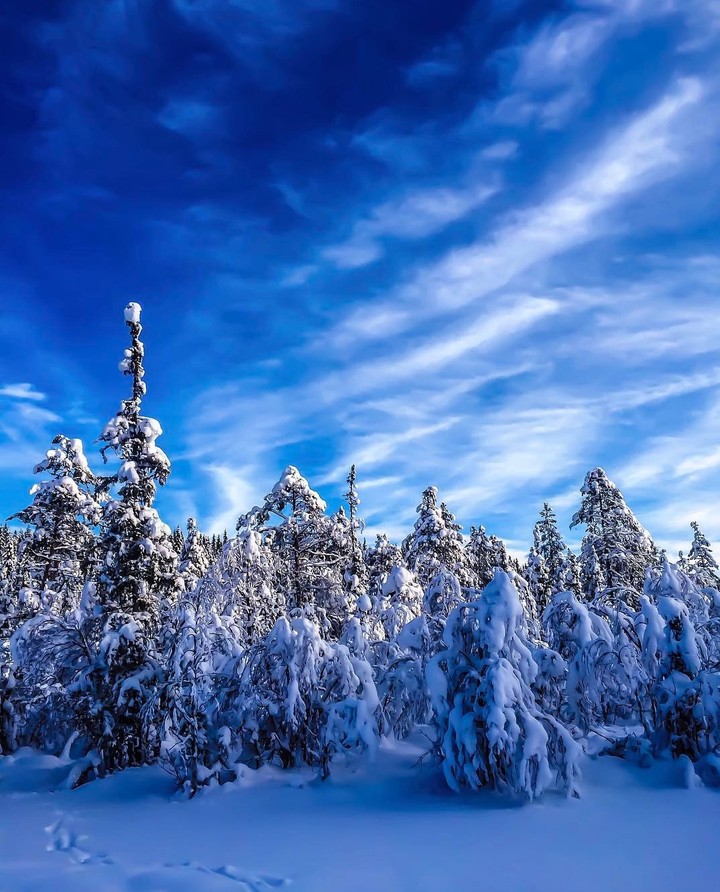 Winter Zima