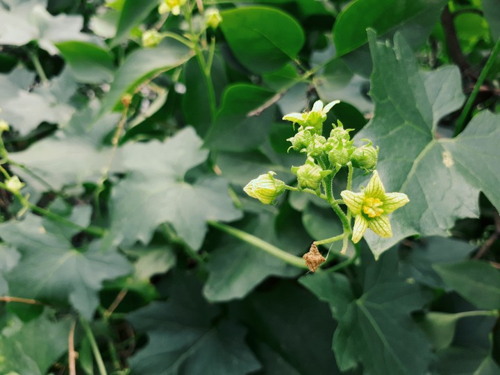 Green flowers