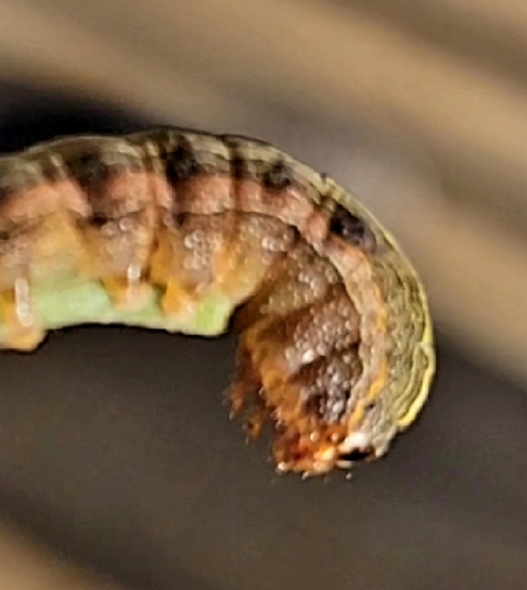 parasite, caterpillar वॉलपेपर