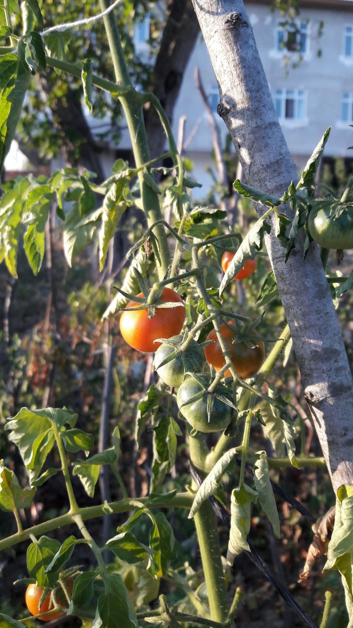 tomato